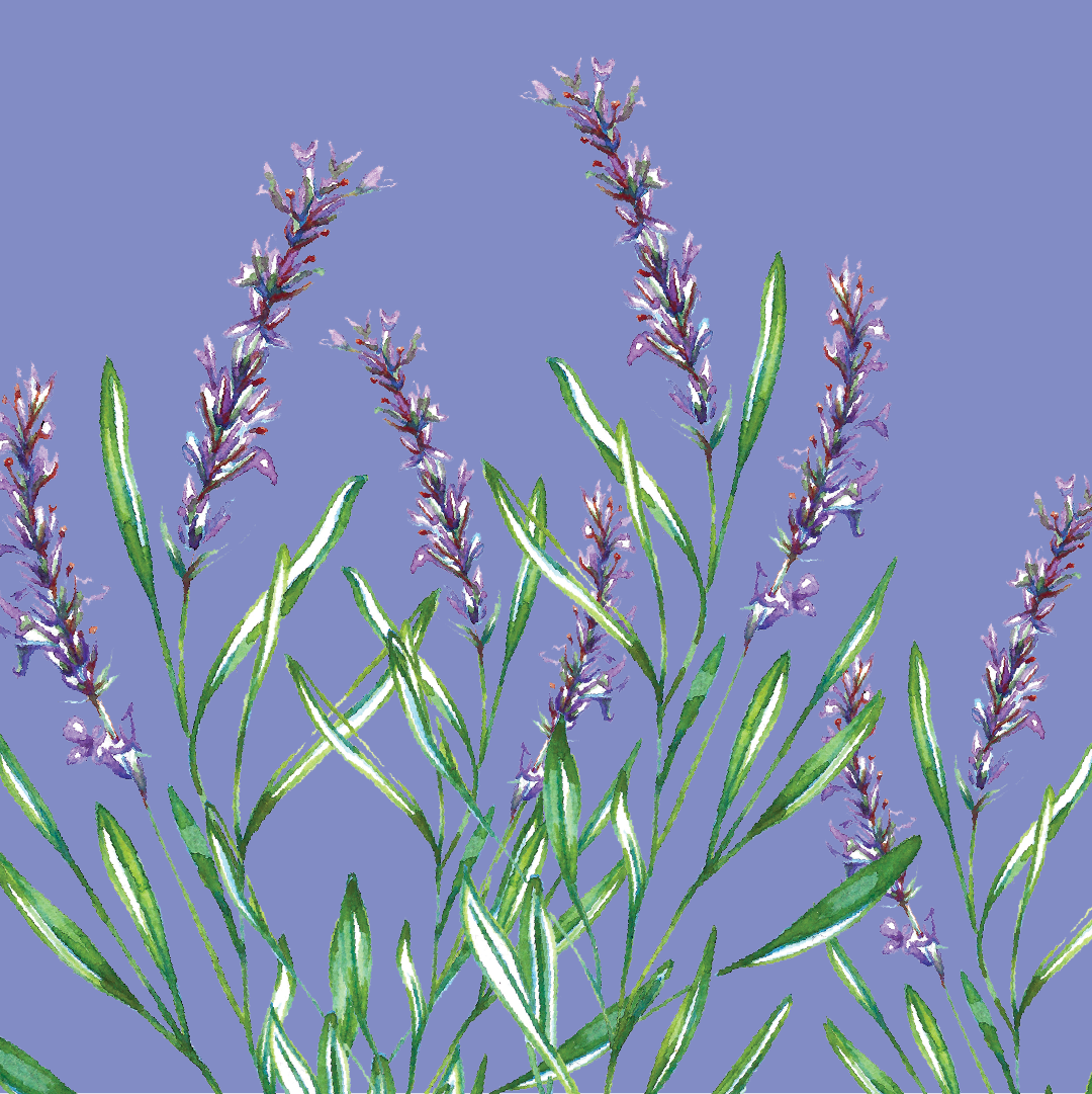 Lavender