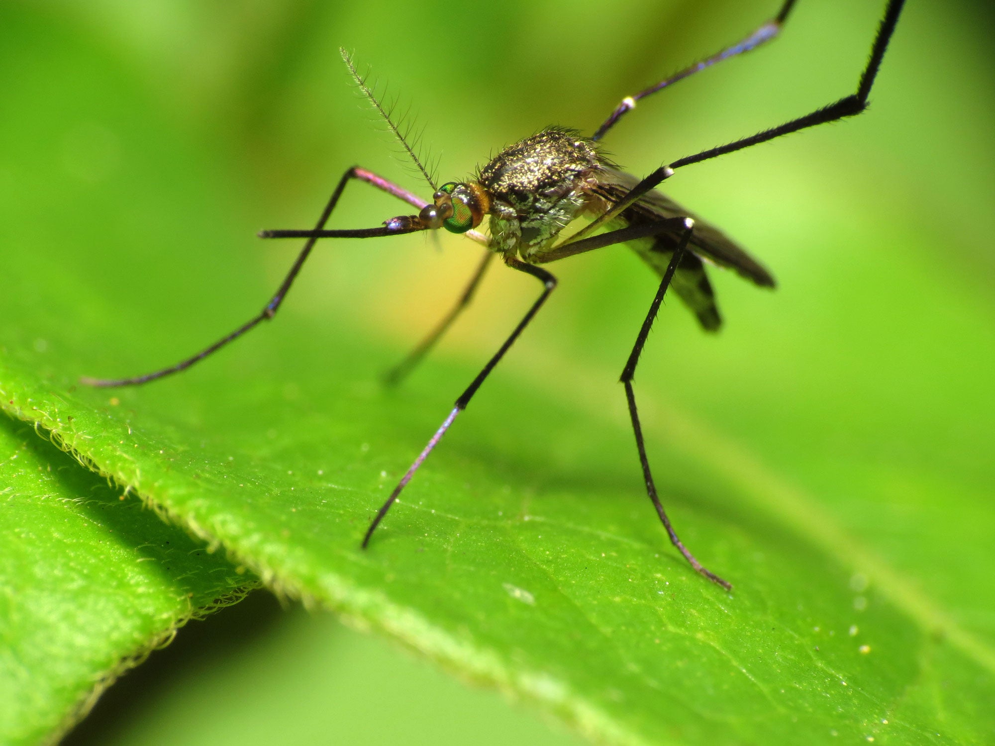 Four Ways to Naturally Avoid Mosquitoes
